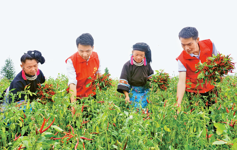  　　貴州省重視年輕干部基層歷練，讓年輕干部在基層墩苗成長(zhǎng)。圖為在新一輪駐村幫扶中，黔東南苗族侗族自治州年輕干部與群眾一同在田間勞動(dòng)，助力鄉(xiāng)村振興。 貴州省委組織部供圖